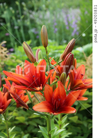 花壇に咲く夏の花朱色のゆり ガーデニングの写真素材 4931