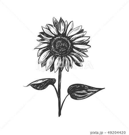 How to Do a Realistic Sunflower Pencil Drawing  Artsydee  Drawing  Painting Craft  Creativity
