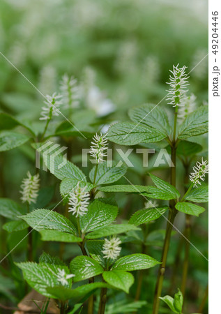 ヒトリシズカ 49204446