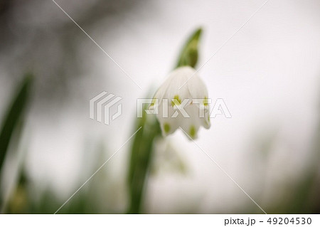 スノーフレーク 49204530