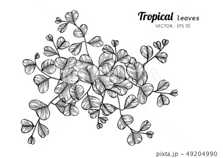 Collection set of Tropical leaves drawing. 49204990
