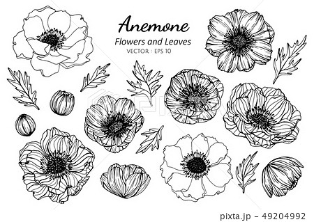 Set Of Anemone Flower And Leaves Drawing のイラスト素材