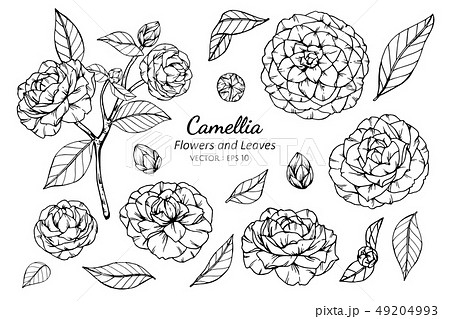 Set Of Camellia Flower And Leaves Drawingのイラスト素材