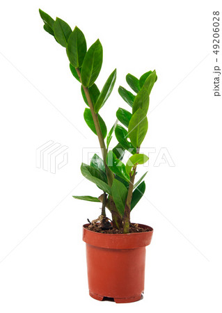 green flower in pot isolated on white background green flower in pot isolated on white background 49206028