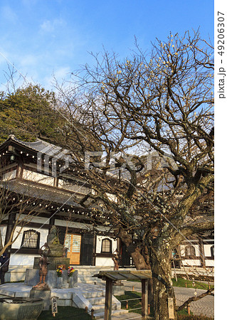 長谷寺 長谷寺 49206307