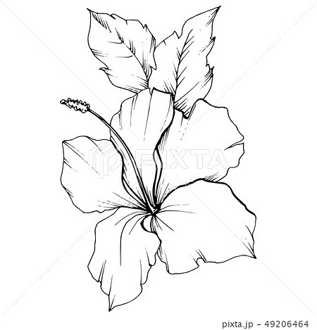 Vector Hibiscus floral botanical flower. Black and white engraved ink art. Isolated hibiscus 49206464