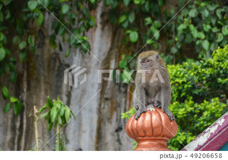 バトゥ洞窟のカニクイザル バトゥ洞窟のカニクイザル 49206658