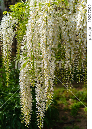 満開の白藤の花 クローズアップ あしかがフラワーパーク 栃木県 日本の写真素材 4979