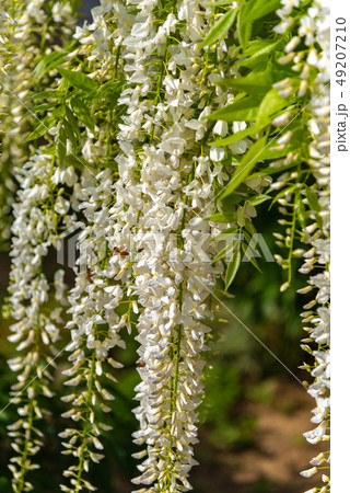 満開の白藤の花 クローズアップ あしかがフラワーパーク 栃木県 日本の写真素材