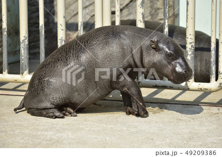 世界三大珍獣 コビトカバ の写真素材