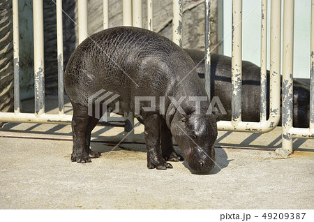 【世界三大珍獣】コビトカバ  【世界三大珍獣】コビトカバ  49209387