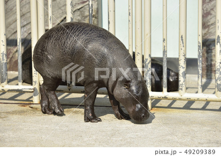 【世界三大珍獣】コビトカバ  49209389