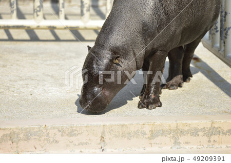 【世界三大珍獣】コビトカバ  49209391