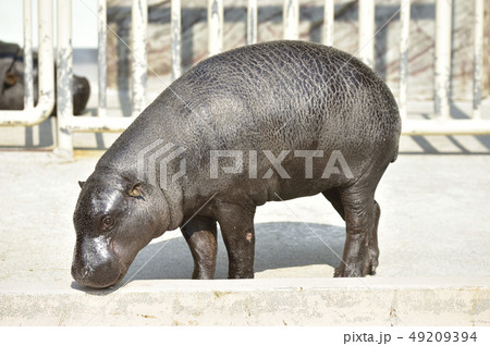 【世界三大珍獣】コビトカバ  49209394