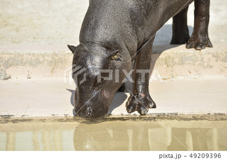 【世界三大珍獣】コビトカバ  49209396