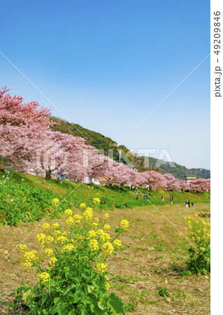 【河津桜　南伊豆町】 49209846