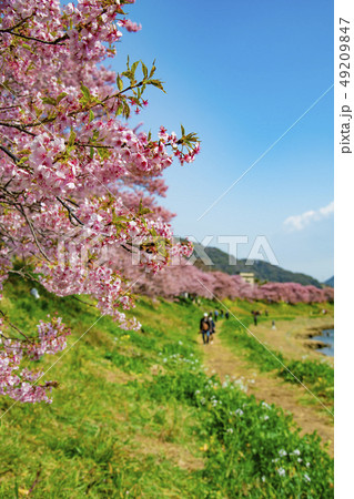 【河津桜　南伊豆町】 49209847