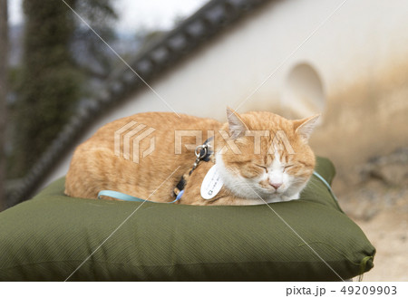 備中松山城の猫城主「さんじゅーろー」（岡山県高梁市） 49209903