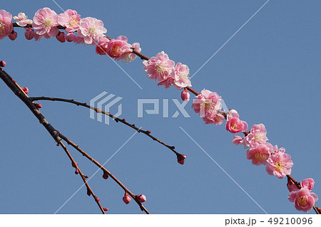 花 花 49210096