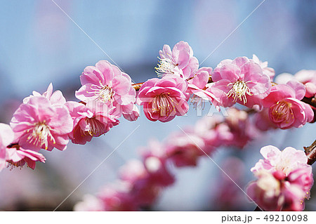 花 49210098