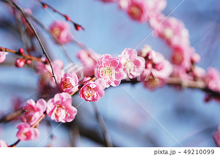 花 花 49210099