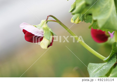 花 花 49210114