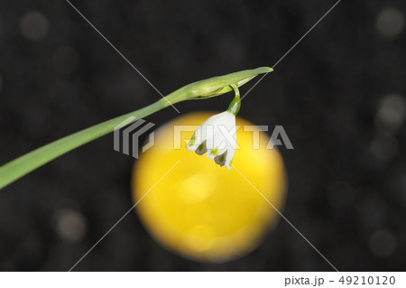 花 花 49210120