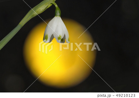 花 花 49210123