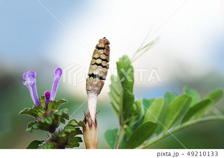 花 49210133