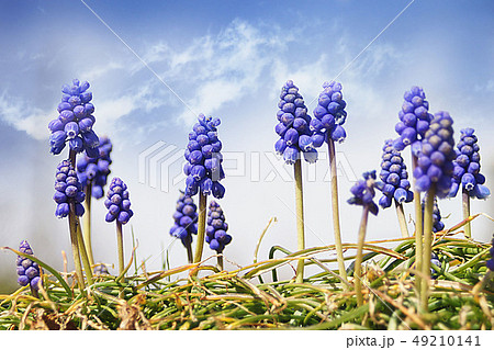 花 49210141