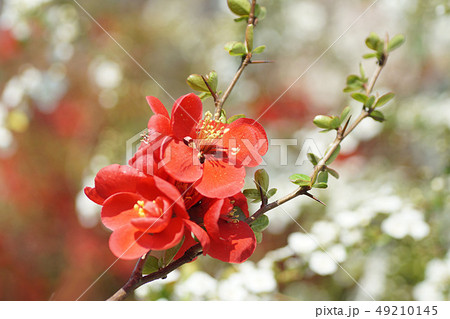 花 花 49210145