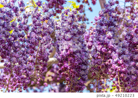 満開　八重藤の花　ふじのはな物語　大藤まつり　栃木県指定天然記念物　あしかがフラワーパーク　日本 49210223