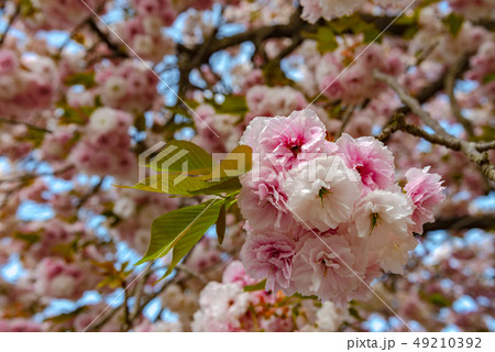 満開 八重桜の花 あしかがフラワーパーク 栃木県 日本 満開 八重桜の花 あしかがフラワーパーク 栃木県 日本 49210392