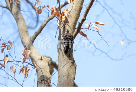 コゲラ、背中、後姿、後ろ向き、キツツキ コゲラ、背中、後姿、後ろ向き、キツツキ 49210686