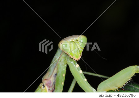 ハラビロカマキリの顔 49210790
