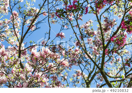 Magnolia tree against blue sky. Selective focus. 49210832