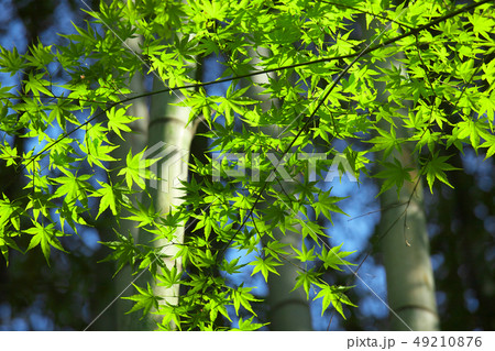 竹林の新緑 自然風景 竹林の新緑 自然風景 49210876