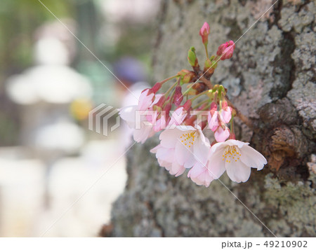爽やかに咲く桜 自然風景 爽やかに咲く桜 自然風景 49210902