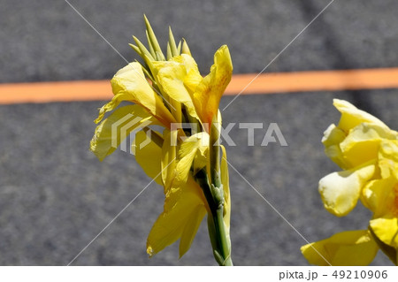 三鷹中原に咲く黄色いカンナの花 49210906