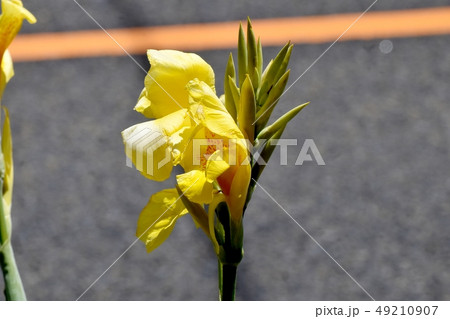 三鷹中原に咲く黄色いカンナの花 49210907