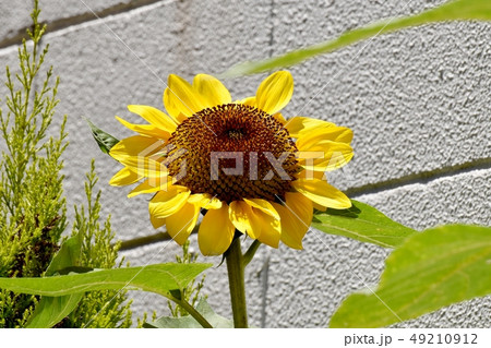 三鷹中原に咲く黄色いヒマワリの花 三鷹中原に咲く黄色いヒマワリの花 49210912