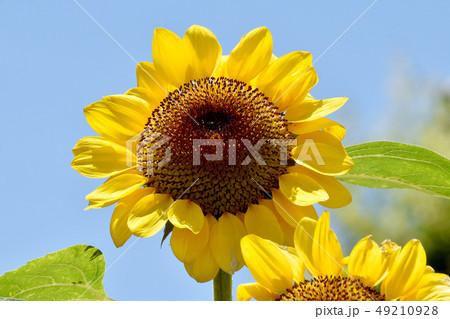 三鷹中原に咲く黄色いヒマワリの花 三鷹中原に咲く黄色いヒマワリの花 49210928