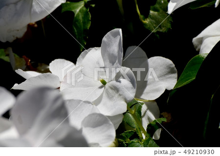 三鷹中原に咲く白いアフリカホウセンカ 三鷹中原に咲く白いアフリカホウセンカ 49210930