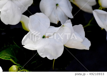 三鷹中原に咲く白いアフリカホウセンカ 三鷹中原に咲く白いアフリカホウセンカ 49210933