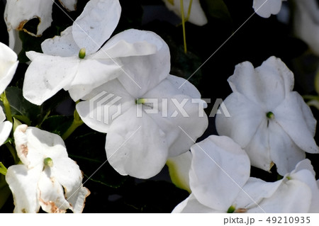 三鷹中原に咲く白いアフリカホウセンカ 49210935