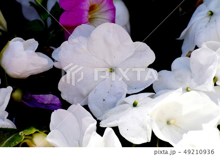 三鷹中原に咲く白いアフリカホウセンカ 三鷹中原に咲く白いアフリカホウセンカ 49210936