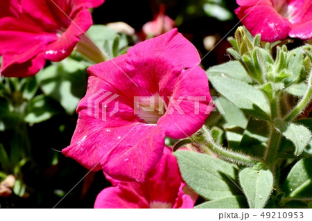 三鷹中原に咲く赤いペチュニア 49210953