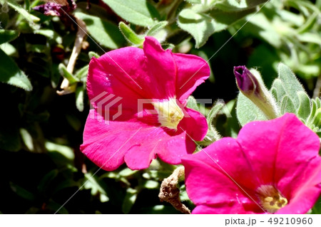 三鷹中原に咲く赤いペチュニア 49210960