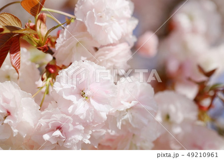 満開の八重桜（普賢象） 49210961
