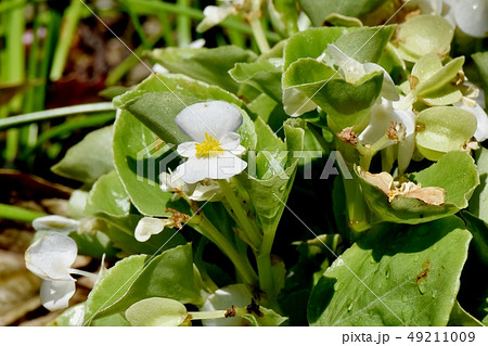 三鷹中原に咲く白いベゴニア 49211009